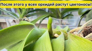 У всех орхидей растут цветоносы. Это надо для цветения орхидей