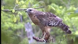 Identifying Birds in your own Backyard, WONDERFUL FOOTAGE of Over 50 types of birds.
