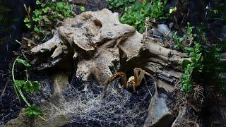  BIOACTIVE VIVARIUM FOR MY HOUSE SPIDER | TERRAQUAMAN