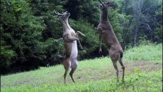 LOL Rare sighting of 2 deers battling it out on hind legs