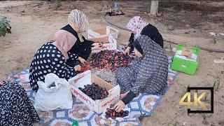 Dates Harvesting In Deir Al Balah Gaza Palestine  قطف البلح في دير البلح غزة فلسطين