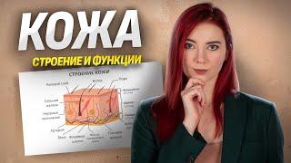 Кожа: строение и функции | Биология ЕГЭ