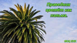 "Праведник цветёт как пальма". С. Зеленский. Проповедь. МСЦ ЕХБ.