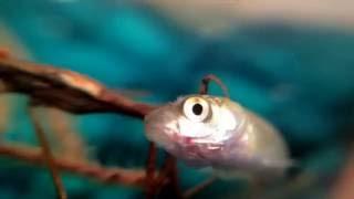 Water Scorpion (Ranatra sp.) Eats Feeder Fish