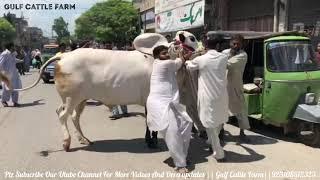 PRINCE2||Unloading Video||Athra Dand||Geo Wacha||king Of Bulls||Masha Allah|Home qurbani|Ch Atta