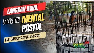 Tips melatih mental murai pastol agar kerja maksimal saat di gantang