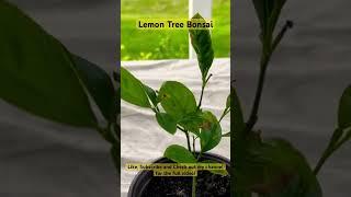 Lemon Tree Bonsai from Seed #shorts #fruit #citrus #viral #calm #subscribe