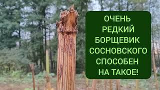 Этот борщевик Сосновского не умер после цветения, как положено!