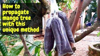 New method of air layering mango tree