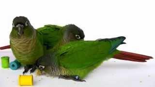 7 Week Old Baby Green Cheek Conure Parrots