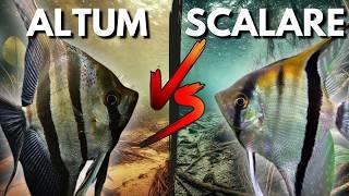 Altum vs Scalare Angelfish: Complete Guide for Beginners and Experts