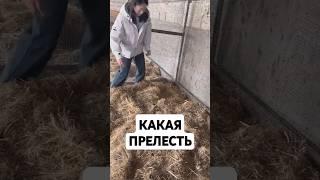 Какая прелесть