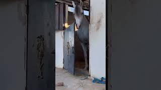 Chased by big horse