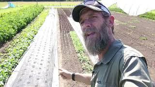 The Secrets to Market Gardening in the Heat