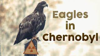 Eagles in Chernobyl - Part 1 | Film Studio Aves