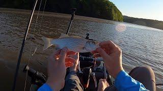 Fish still bite in murky, rough water - trolling for hybrids #kayakfishing #trollingfishing #bass