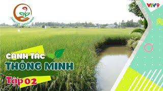 Bí quyết hạn chế lúa đổ ngã | Canh tác thông minh tập 2 | VTV9