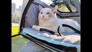 Miss Bella Approved BingoPaw Cat Stroller When Outside