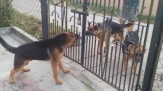 German Shepherd barking loud..