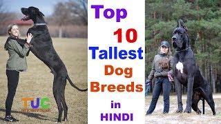 Top 10 Tallest Dog breed In HINDI : Tallest Dogs : TUC : The Ultimate Channel