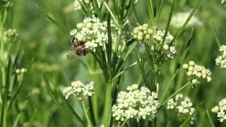 Honeybee forages on whorled milkweed