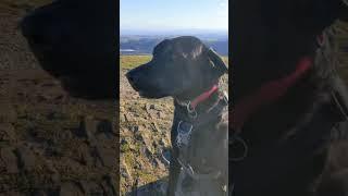 It's a bit windy up here! Windy Marvin. Dog walk funny #labradorlife #labrador filmmywalkies