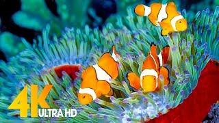 Aquarium 4K VIDEO (ULTRA HD) -  Beautiful Coral Reef Fish - Sleep Relaxing Meditation Music