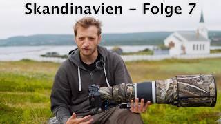 Endlich wieder auf Varanger (Dreizehenmöwen in Norwegen)