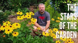 The Stars of the Garden - Aster, Daisy, Sunflower Family