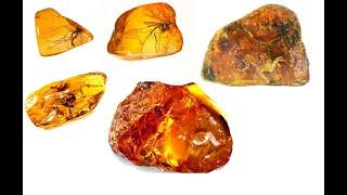 Amber | Properties Attributes and Legend | Documentary film