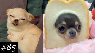 Funny and Cute Chihuahuas ️ | FunMomy