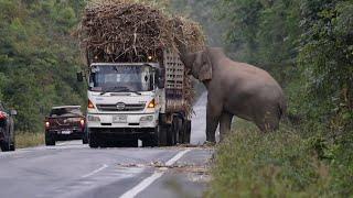 Greedy wild elephant stops passing trucks to steal sugarcane