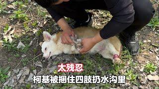 Bear with him, the corgi was tied up and thrown into the water, dying and too weak to stand up