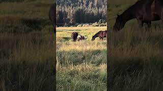 Horses enjoying the day