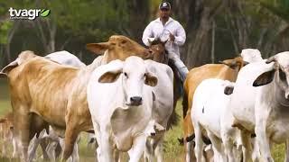 Conociendo más sobre el gusano barrenador del ganado GBG