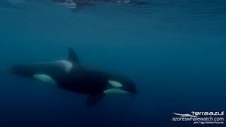 Killer Whales in São Miguel, Azores Islands | TERRA AZUL™