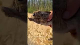 Man Saves Rabbit Friend