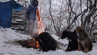 LIFE IN THE FOREST!BUILD A SHELTER FOR YOURSELF AND FOR DOGS IN 10 DAYS