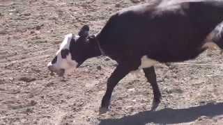 Mother Cow Milking Event - Rowell Ranch Rodeo Cruelty - May 19, 2013