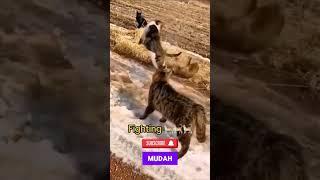 Penting‼️ untuk kamu para pecinta kucing‼️ #shorts #shortvideo #kucing