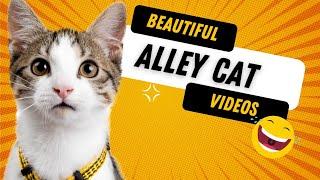 Beautiful Alley cat videos #animals #pet #alleycat