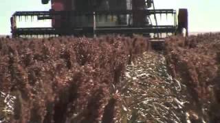 Sorghum Checkoff