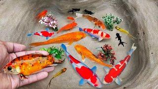 Serok ikan hias warna-warni, ikan koi, ikan mas koki, ikan komet ,ikan cupang, ikan gurami kura-kura