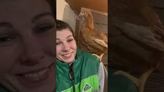 Вот уже 2 недели, как я на даче #садоводничество #куры #дача