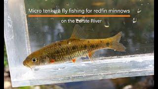 Micro tenkara fly fishing for endangered  redfin minnows on the Eerste River