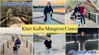 Khor Kalba Mangrove Centre| Mangrove Forest| Sharjah | UAE | Al Hefaiyah Lake| Mountains️