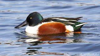 Canard souchet / Northern Shoveler / Spatula clypeata