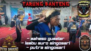 TARUNG BANTENG‼️Maheso Gumelar, Putra Singosari, Lembu Suro Pancasetya,, Kalap Ganas Terbaru,,