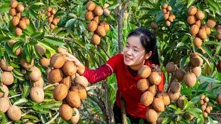 Harvest SAPODILLA goes to the market sell - Cooking - Gardening | Ella Daily Life