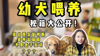 小狗喂食 | 幼犬怎么养？幼犬喂养方法大公开！【养汪事务所】